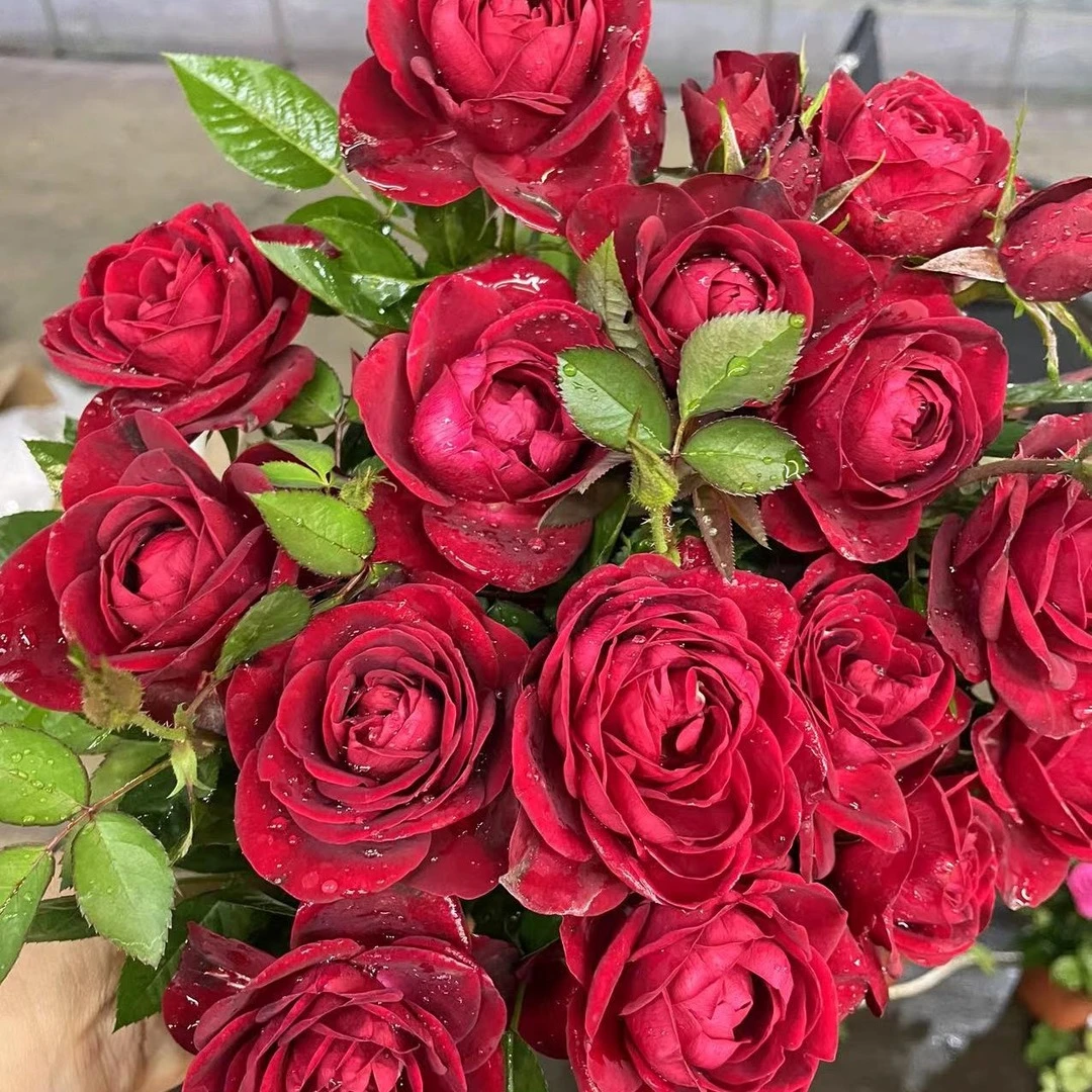 中国红180月季花多季勤花耐寒耐热好养抗病性强必备月季