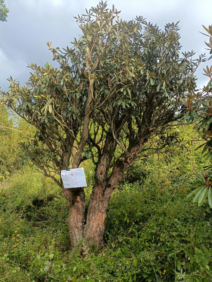 根经2O公分至5O公分，全冠6年地栽熟桩，带土球，专车物流另行协商