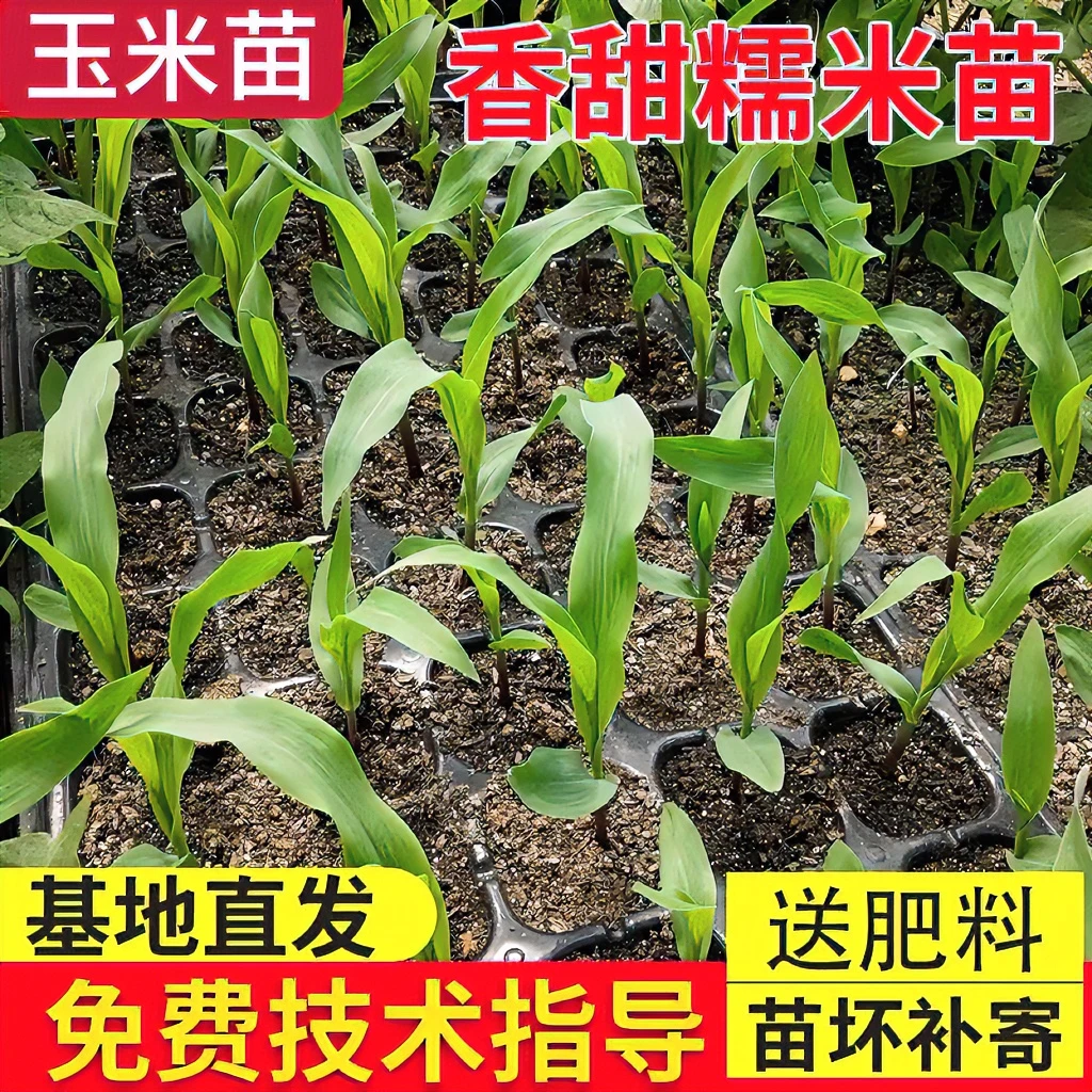 玉米秧苗香甜水果玉米苗紫糯玉米苗白糯玉米苗黄糯玉米秧苗黑米苗