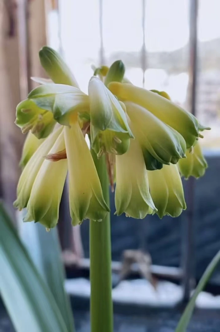 黄沼泽 客厅阳台 异花君子兰 好看