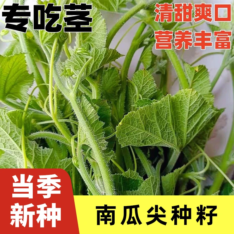 【新种子】甜南瓜尖种子专吃茎椰南瓜藤南瓜菜籽四季盆栽蔬菜种孑