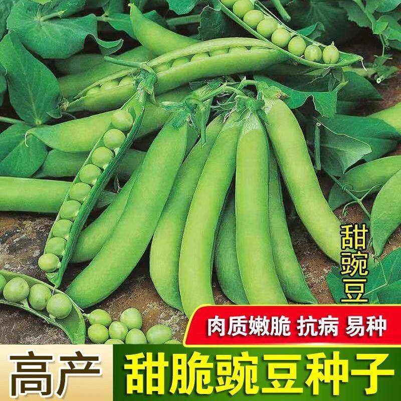 甜脆豌豆种子高产大荚水果豌豆种籽耐热耐寒四季蔬菜种孑