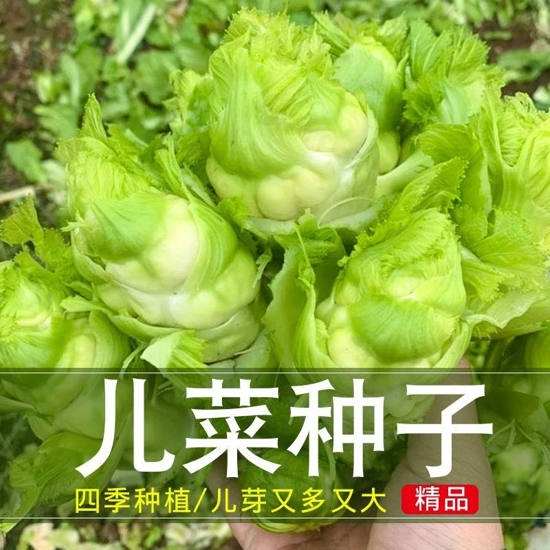四川儿菜种子早熟抱子芥娃娃菜胖秋季阳台四季蔬菜种籽