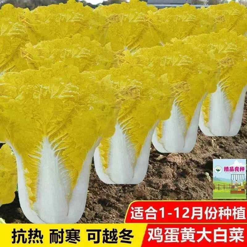 鸡蛋黄大白菜种子高产黄心大白菜早熟抗病快菜耐热好吃四季蔬菜