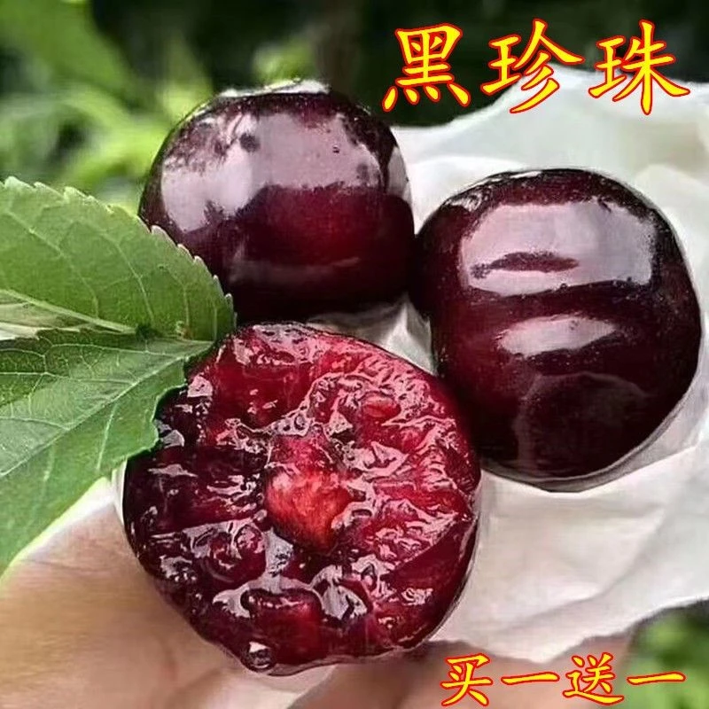黑珍珠樱桃树苗嫁接大樱桃苗南方北方种植车厘子地栽盆栽当年结果