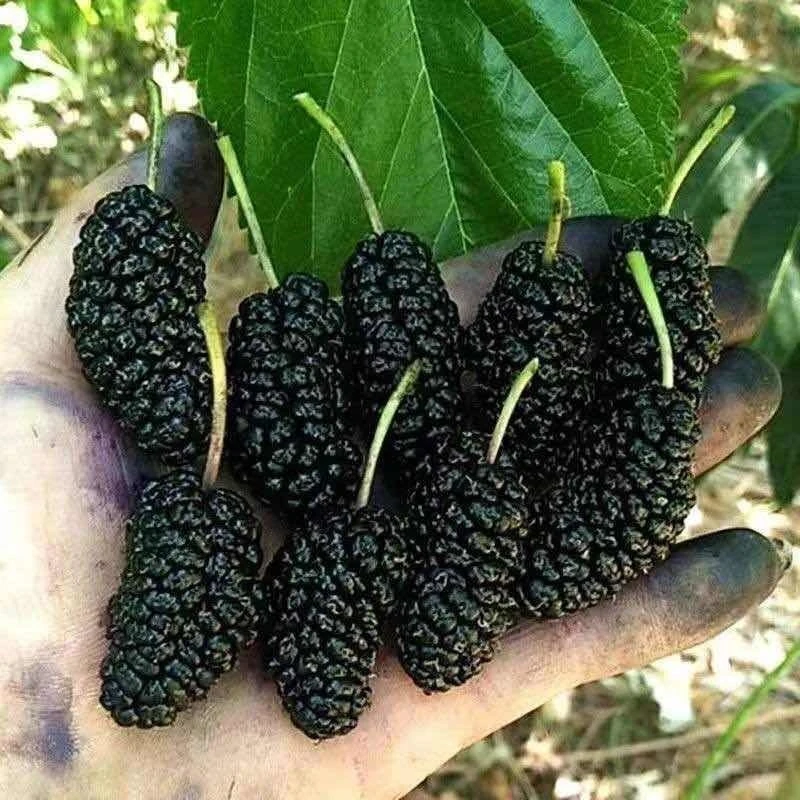 果树苗 桑葚树苗嫁接桑树苗地栽盆栽桑葚苗南方北方种植当年结果