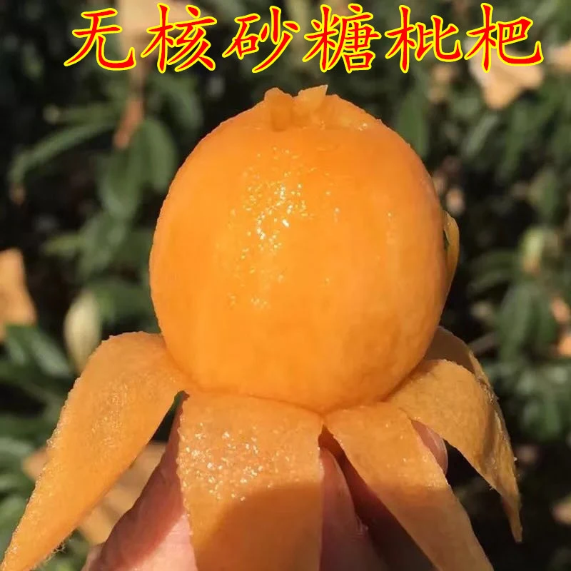 无核砂糖枇杷树苗无籽枇杷苗嫁接果树苗全国适合种植耐寒耐热易种