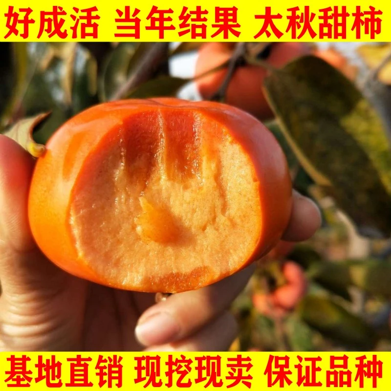 新品种柿子树苗南北方种植太秋甜柿脆柿嫁接苗自然脱涩当年结果