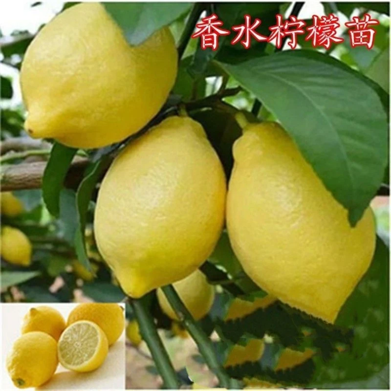 四季食用柠檬活苗无籽台湾香水柠檬树苗盆栽庭院南北方种植特大苗