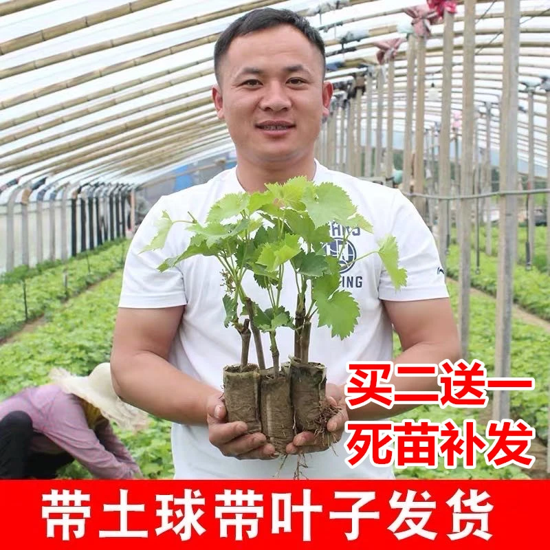 阳光玫瑰葡萄树苖带土带叶庭院爬藤南方北方种植葡萄树苗当年结果
