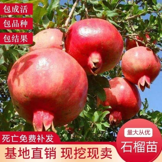 石榴树树苗特大突尼斯软籽石榴苗盆栽南方北方种植当年结果石榴苗