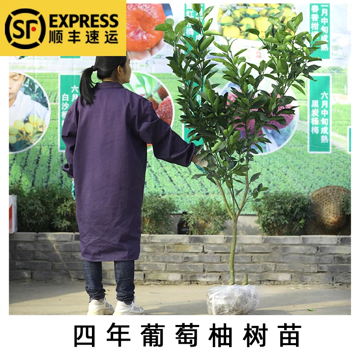 正宗嫁接葡萄柚子苗葡萄柚树苗盆栽地栽葡萄柚果树苗庭院种植耐寒