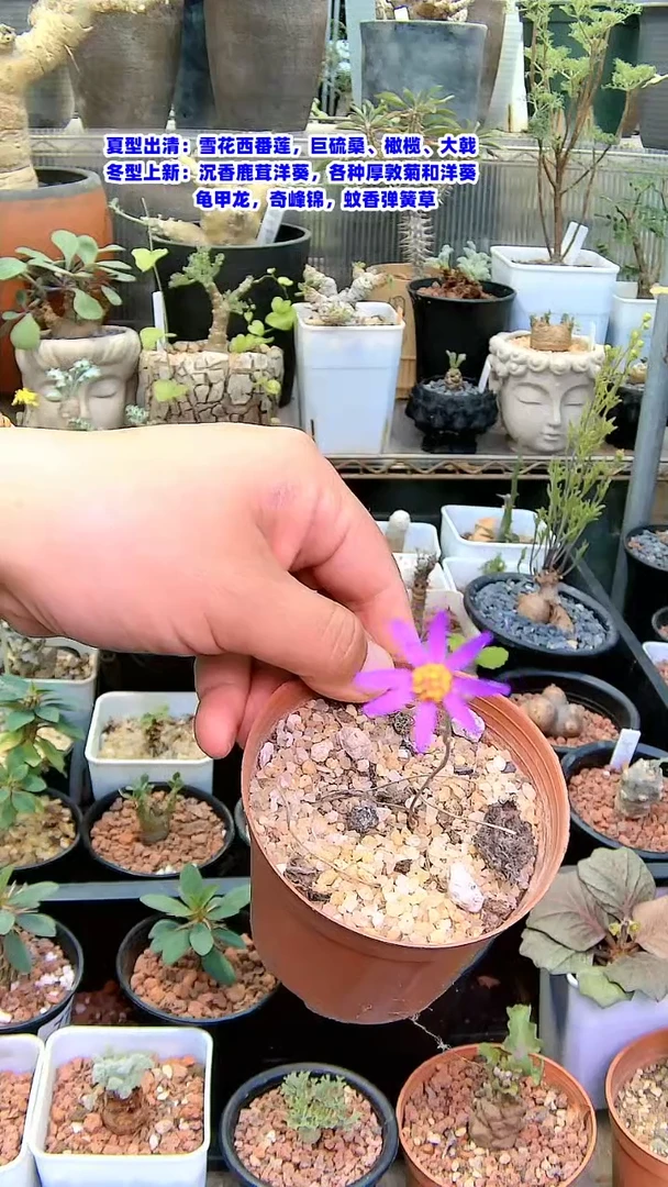 【闪购商品】大开花紫花厚敦菊带盆包邮