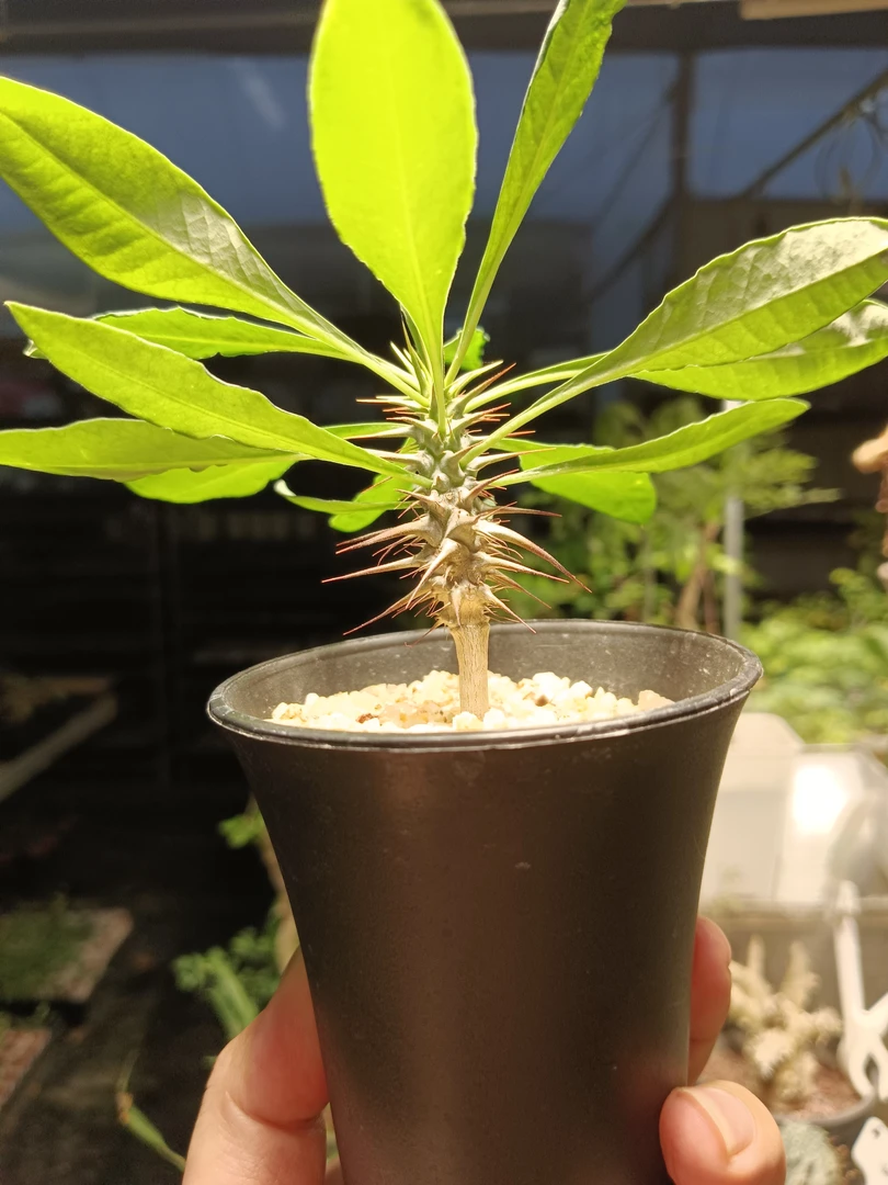 【夏型出清】原生大戟实生一物一拍块根植物多肉植物热植