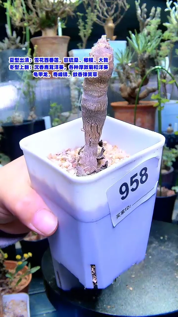 【闪购商品】奇连克