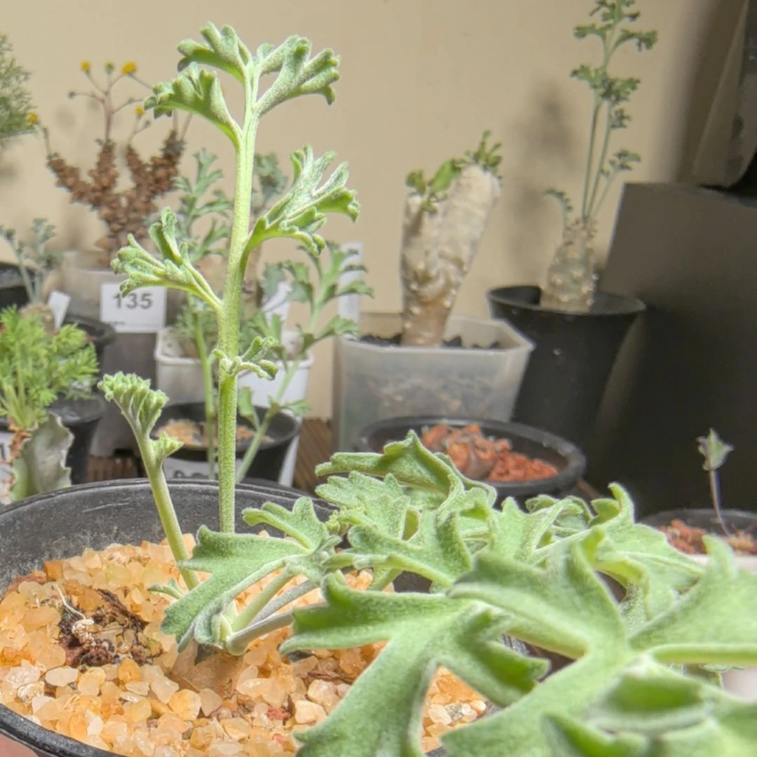 沉香鹿茸洋葵带盆发货