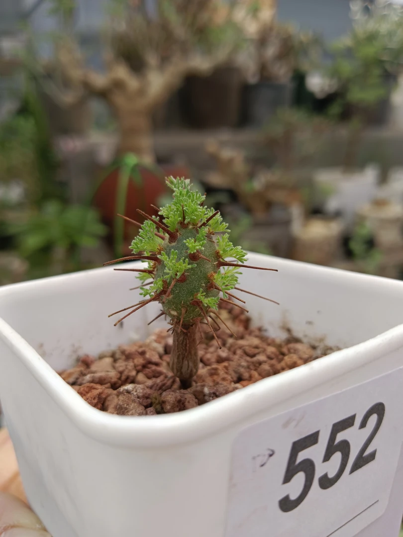 刺月界一物一拍实生包邮带盆发货块根植物多肉植物