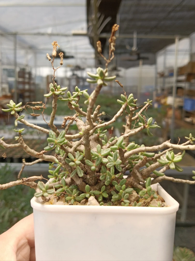 【直播间选款】稀有奇峰锦tylecodon bleckiae多年扦插株开花株