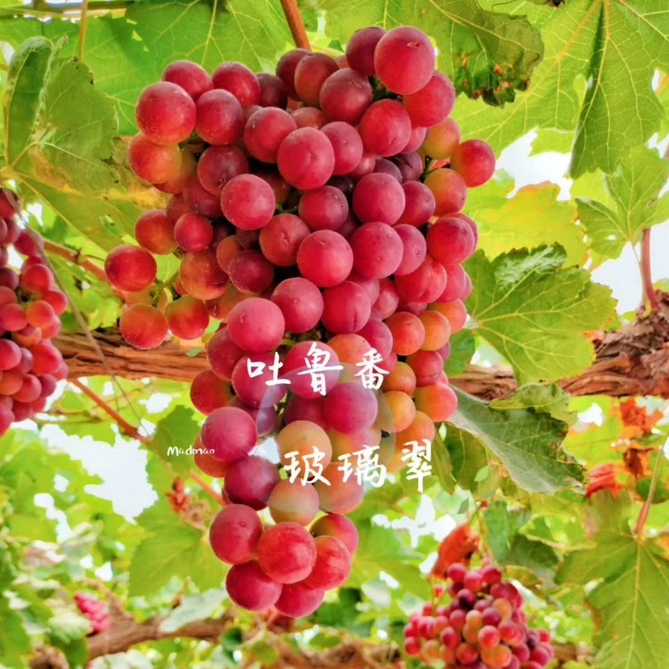新疆吐鲁番玻璃翠葡萄脆甜多汁3.6斤装顺丰冷链包邮