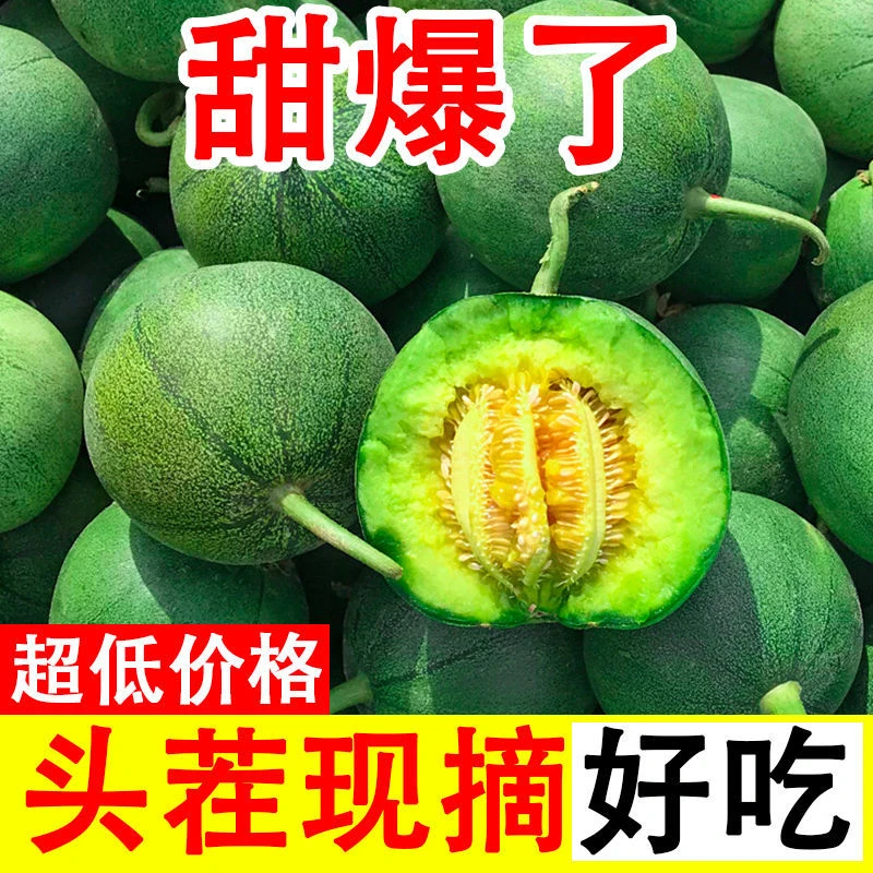 现摘头茬绿宝石甜瓜香瓜新鲜水果应季脆甜皮薄香甜爽口多汁1-5斤