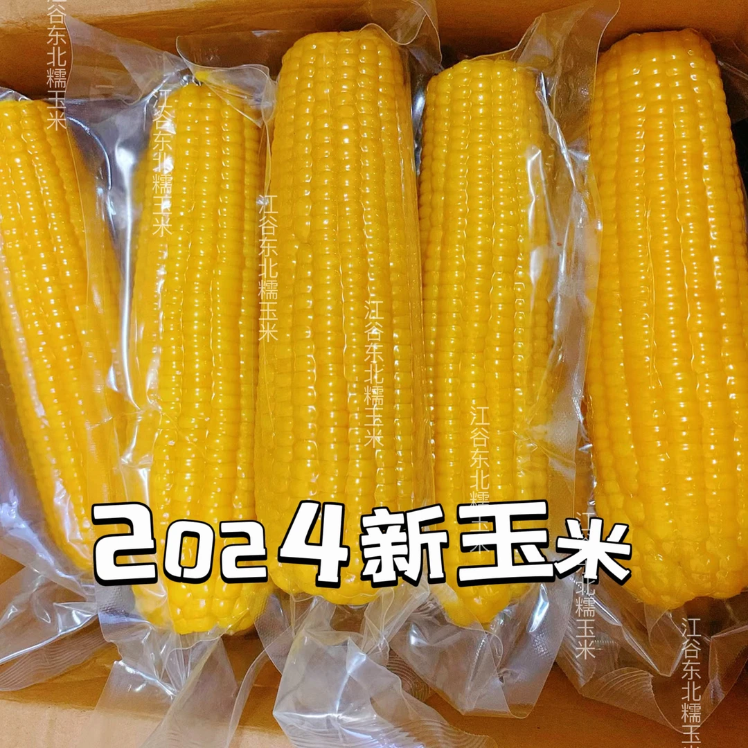 2024新玉米整箱6-7斤东北黄糯玉米口感粘糯香甜东北黏苞米