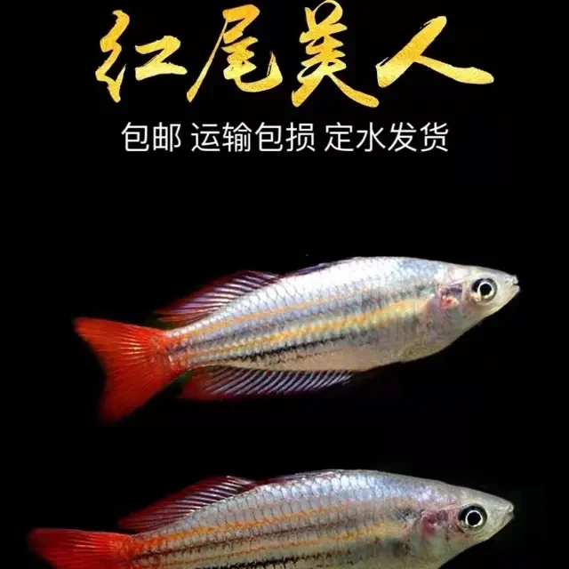 红尾美人鱼淡水草缸群游鱼热带观赏鱼扯旗鱼石美人小型鱼活体