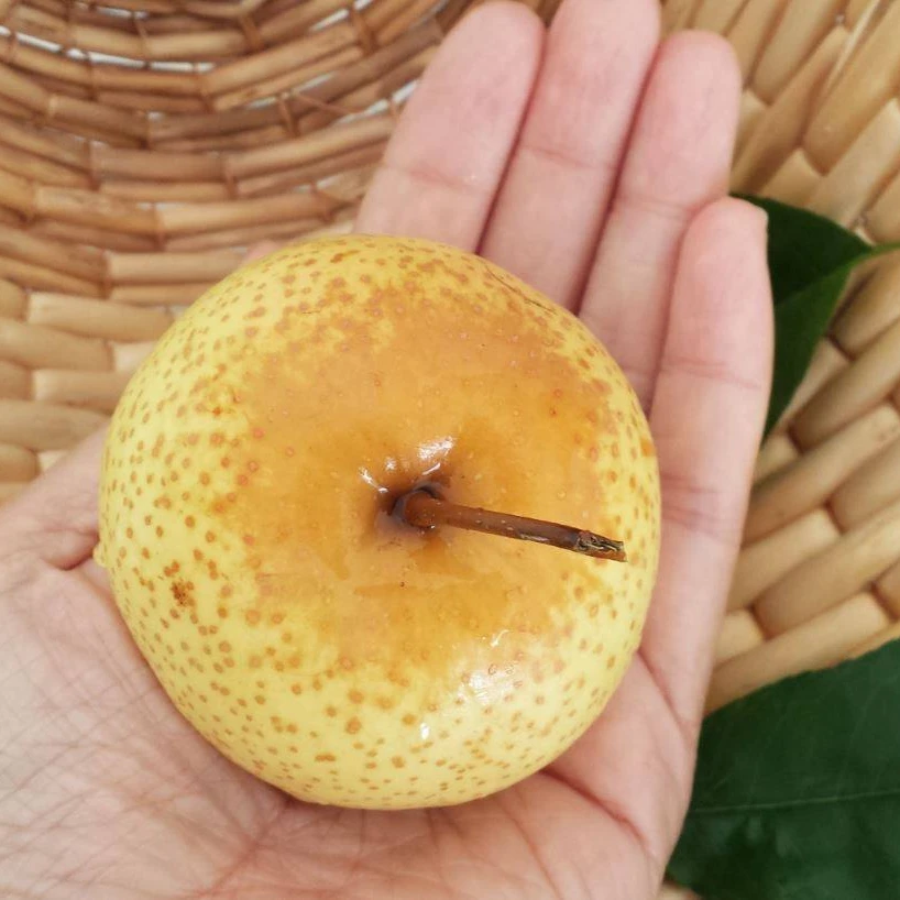 东北花盖梨树苗（冻梨首选）