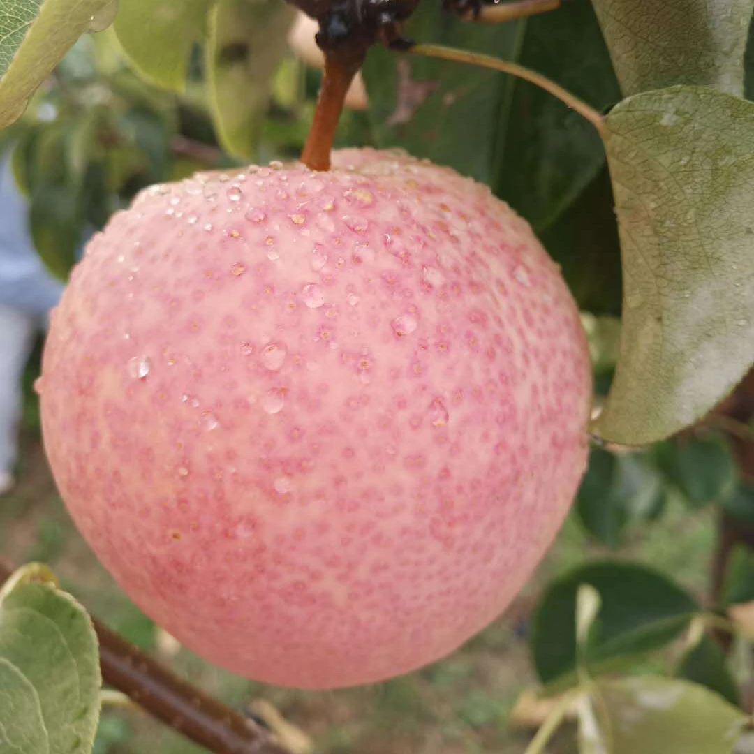 佛见喜梨树苗（有市场前景）
