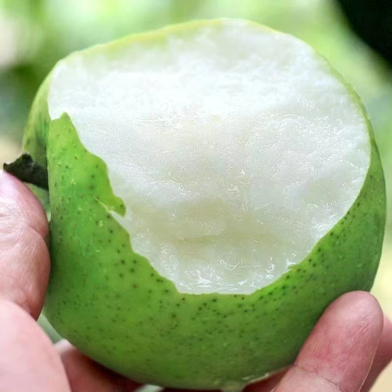 【万亩梨园】皇冠梨青皮蜜梨3-9斤装新鲜采摘当季水果整箱香甜食用