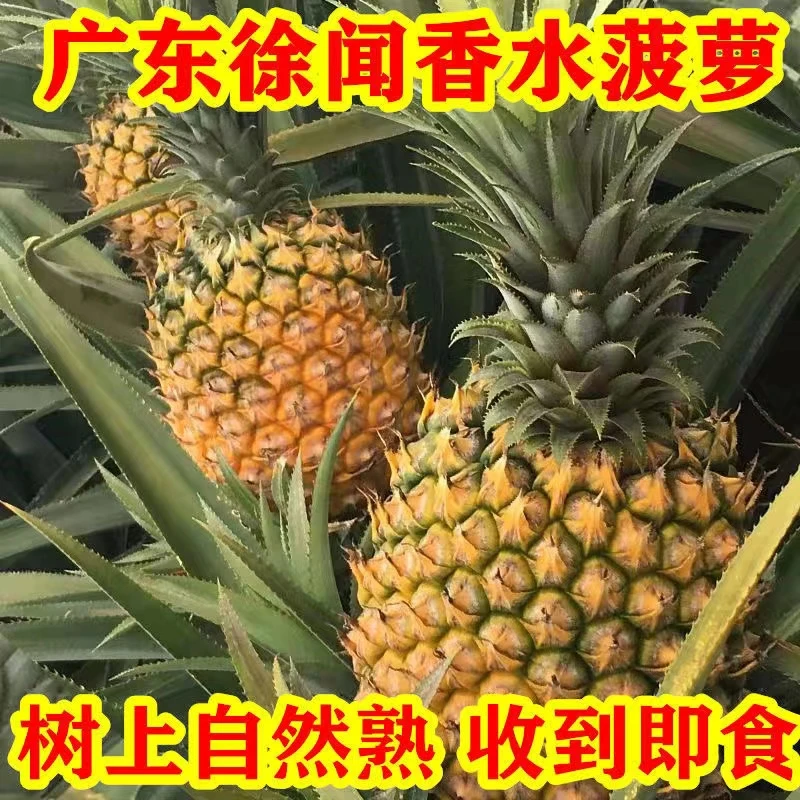 广东徐闻菠萝3-9斤徐闻香水大菠萝新鲜当季现摘水果成熟香甜多汁