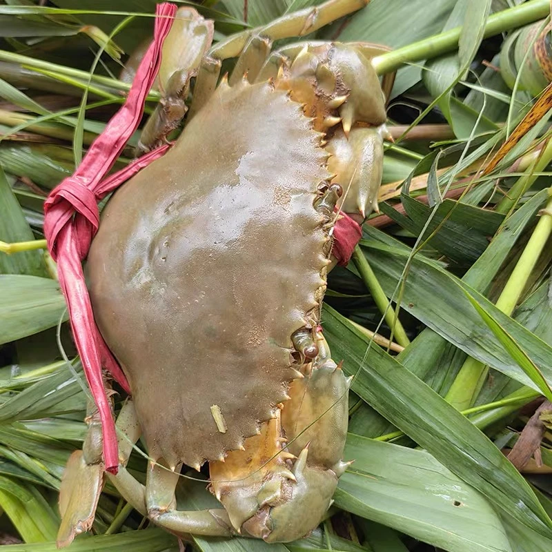 青蟹单只3-4两公蟹肉蟹拍开箱视频签收死了包赔【常温保存】六只装