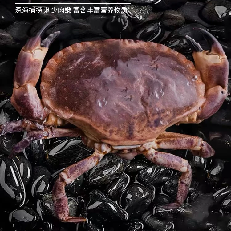 面包母蟹直播间现切样品展示面包蟹打开的3斤