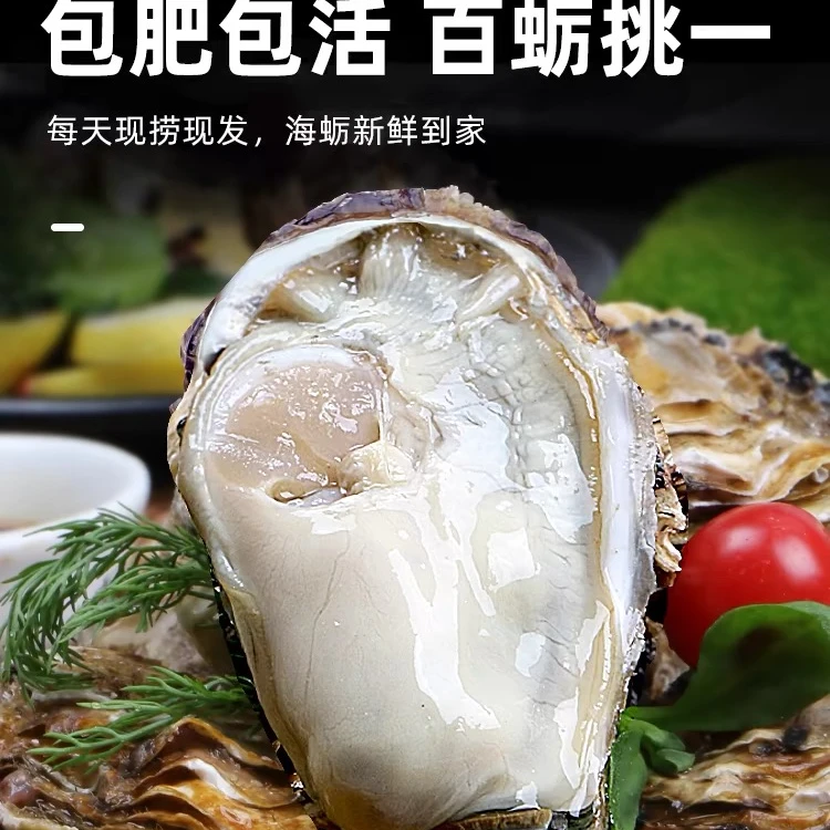 【顺丰包邮】直播间山东冷水生蚝现称