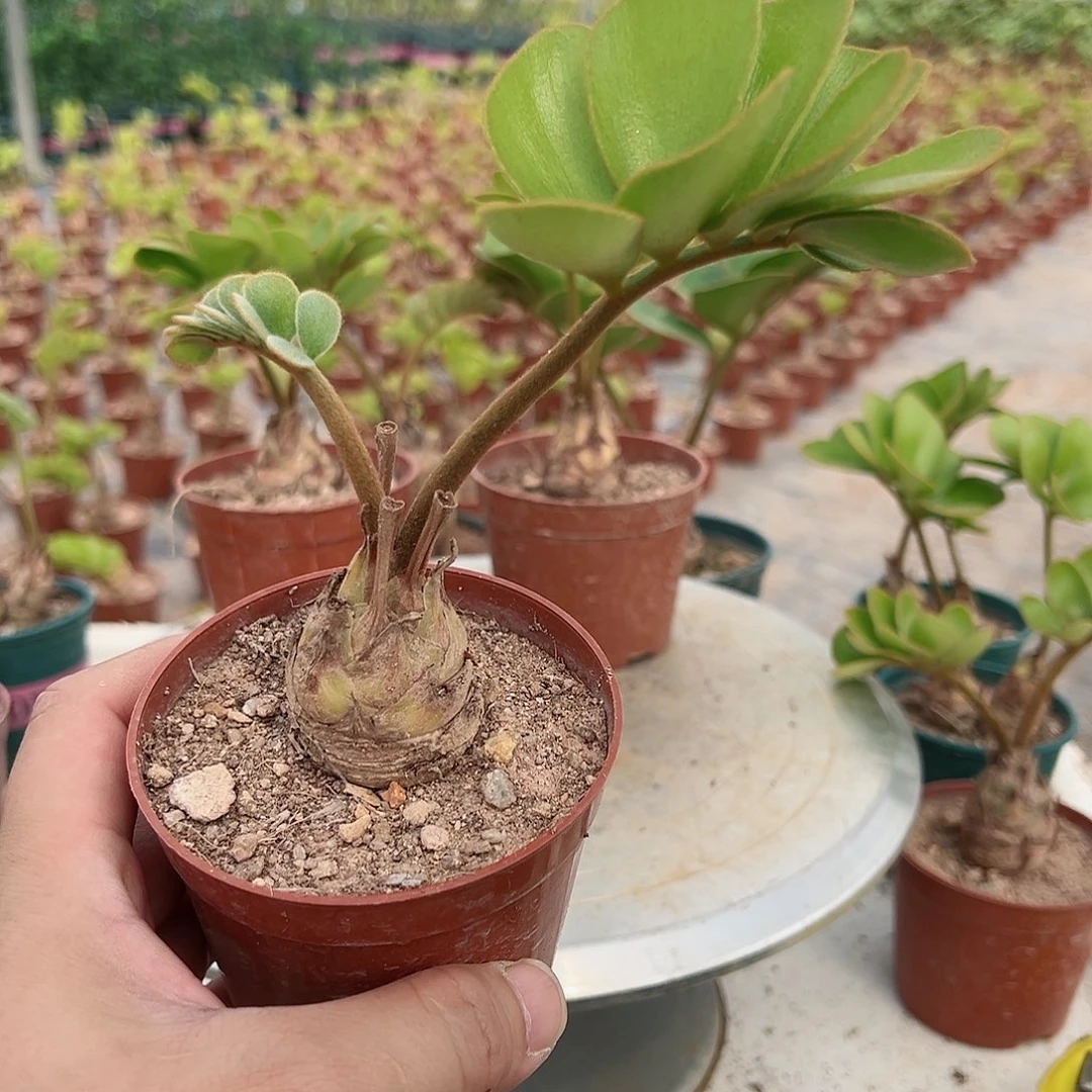 墨西哥铁树一物一拍