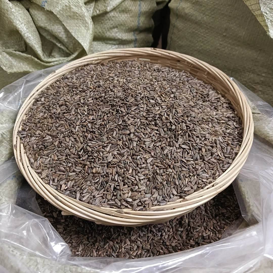 牛蒡子 四川种植牛蒡子 汉大力 牛蒡