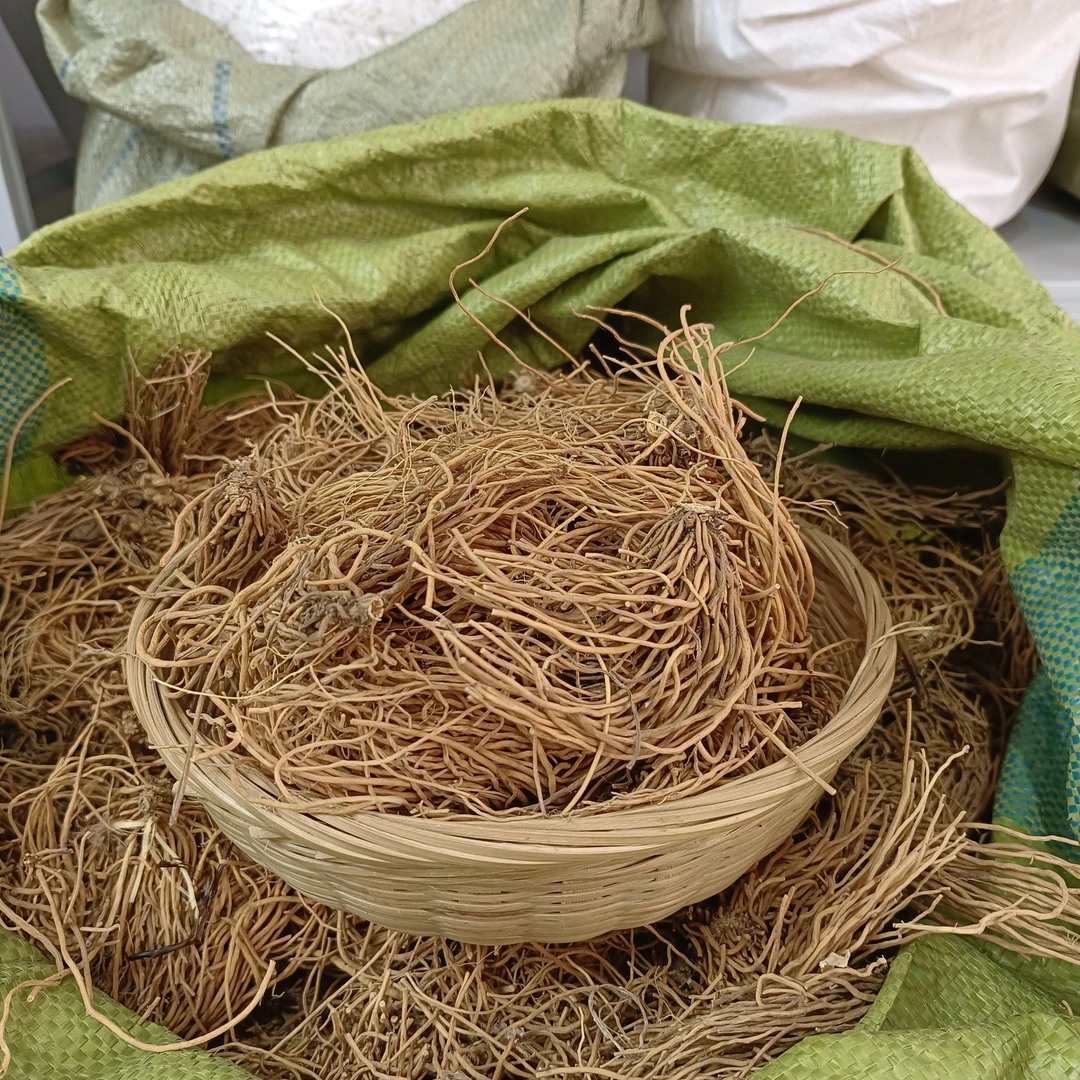白薇 辽宁种植 辽白微 白龙须 纯根茎