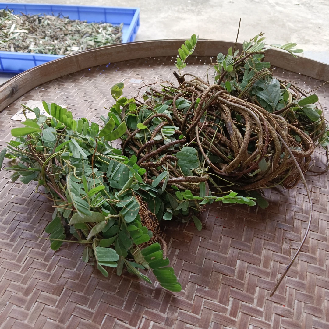 鸡骨草 广东客家山区
