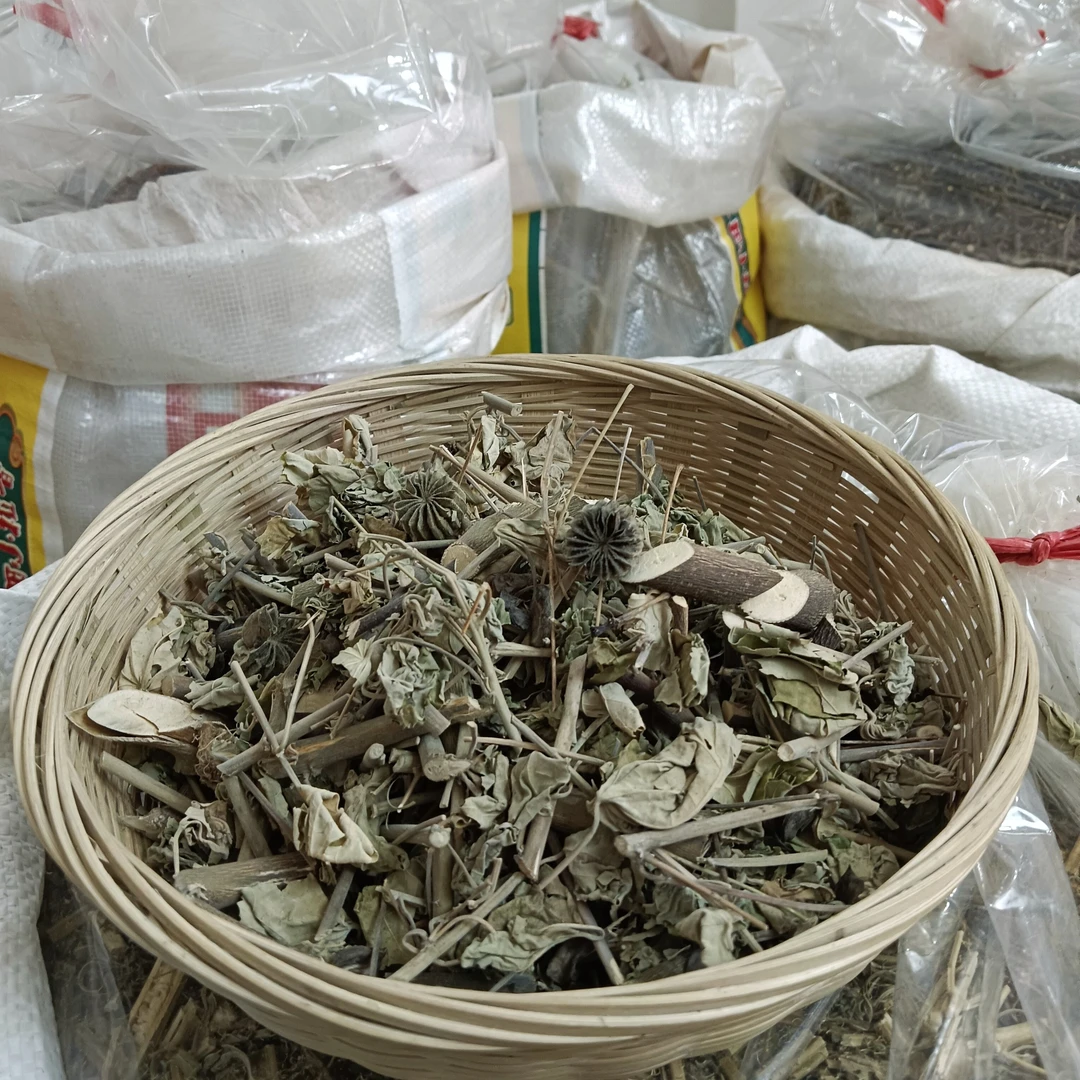 磨盘草 广东山野自采