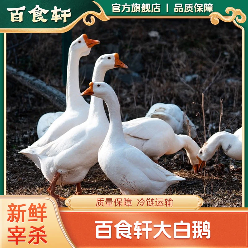 【官方品质】皖西安徽大塘放养新鲜大白鹅现杀笨鹅一只6.5-7斤左右