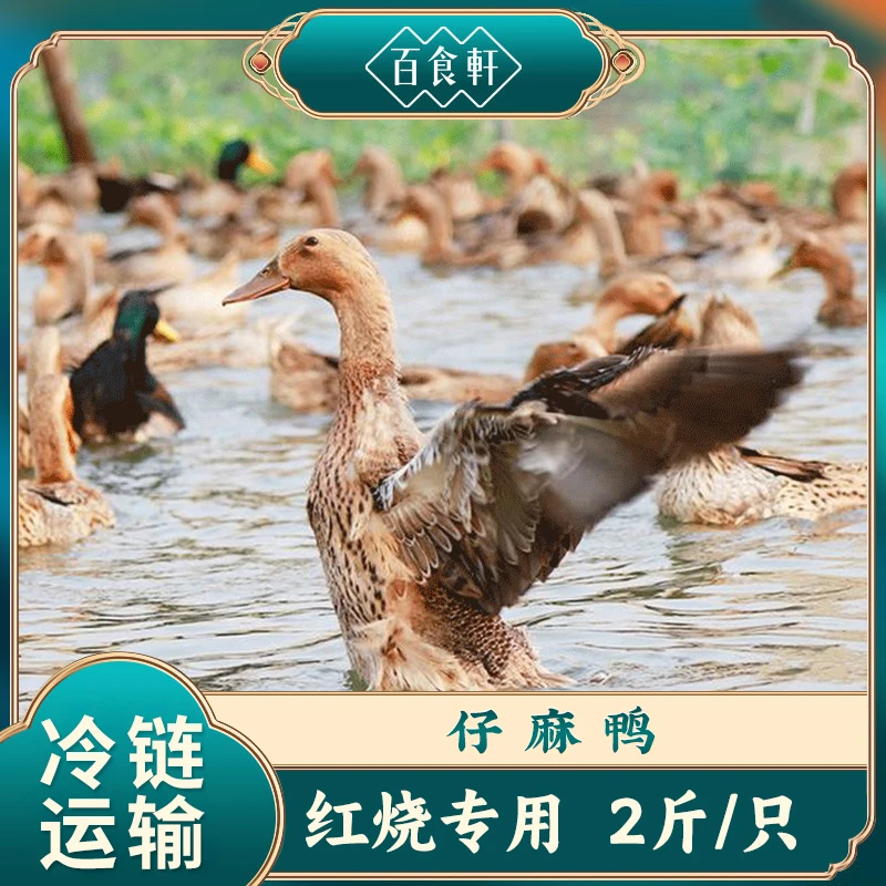 百食轩 正宗麻鸭新鲜鸭子现杀红烧煲汤 冷链运输