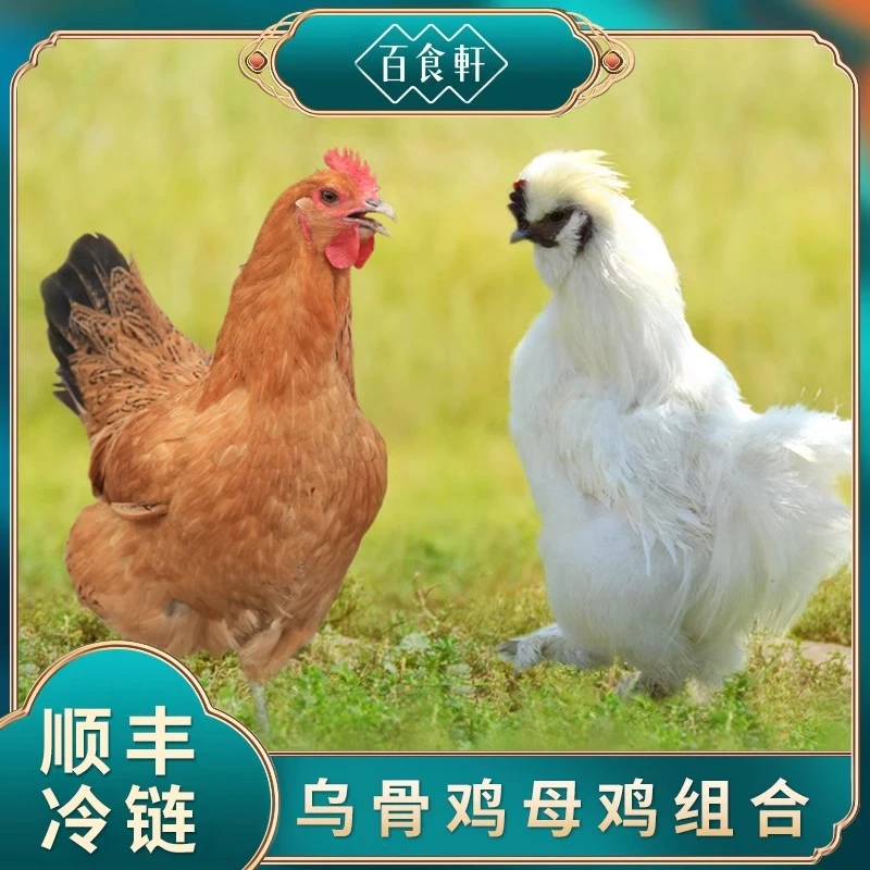 拍1发3只 百食轩 正宗土鸡新鲜老母鸡乌鸡 土鸡组合 顺丰冷链