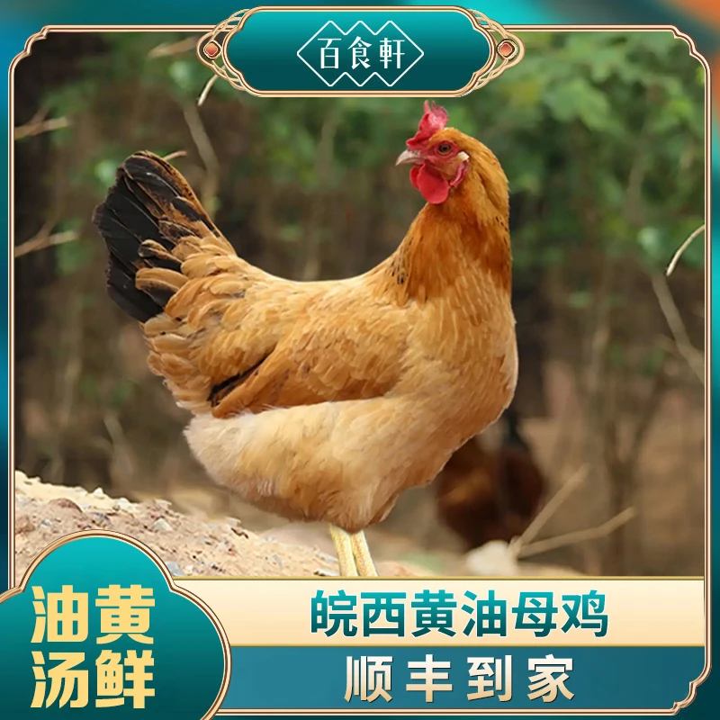 【 百食轩】黄油母鸡2斤*3只/ 2.7斤*2只