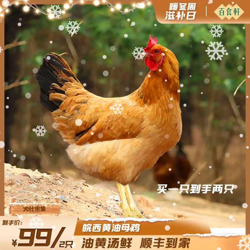 【 百食轩】黄油老母鸡2.7斤*2只（个头大）  煲汤