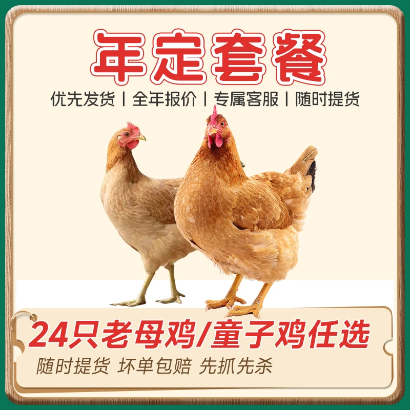 【老母鸡年定24只】老顾客专享补贴 （2只/箱共12箱24只鸡）彩袋