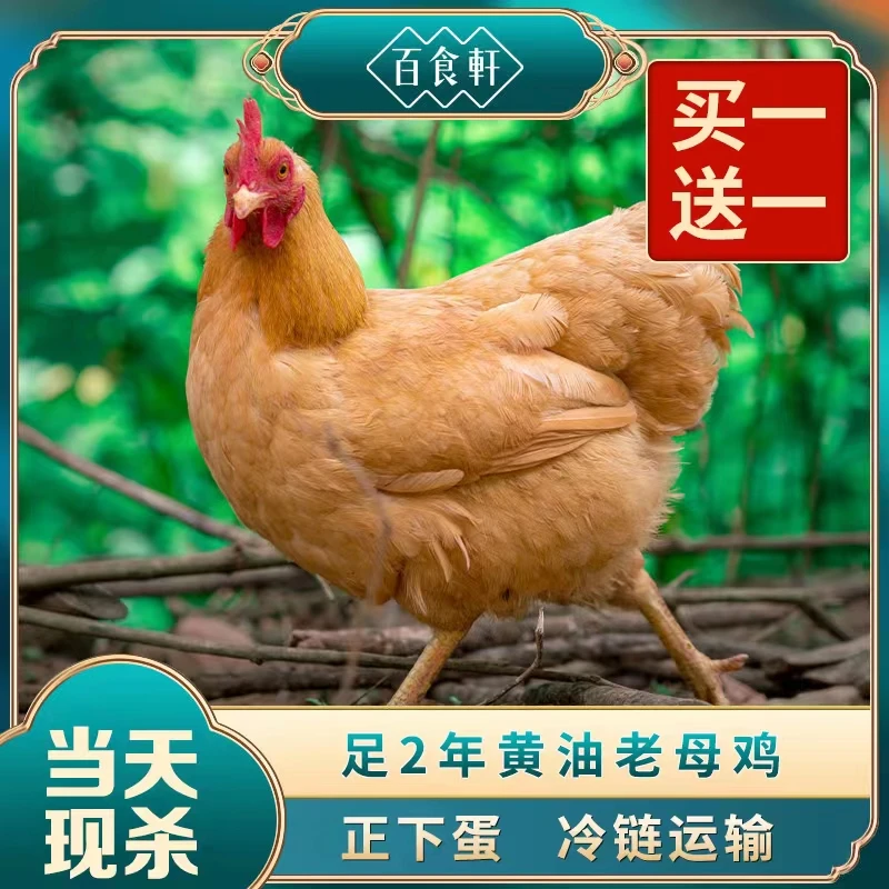 【小昊专属】正宗大别山现杀新鲜老母鸡正宗土鸡黄油草鸡笨鸡2只