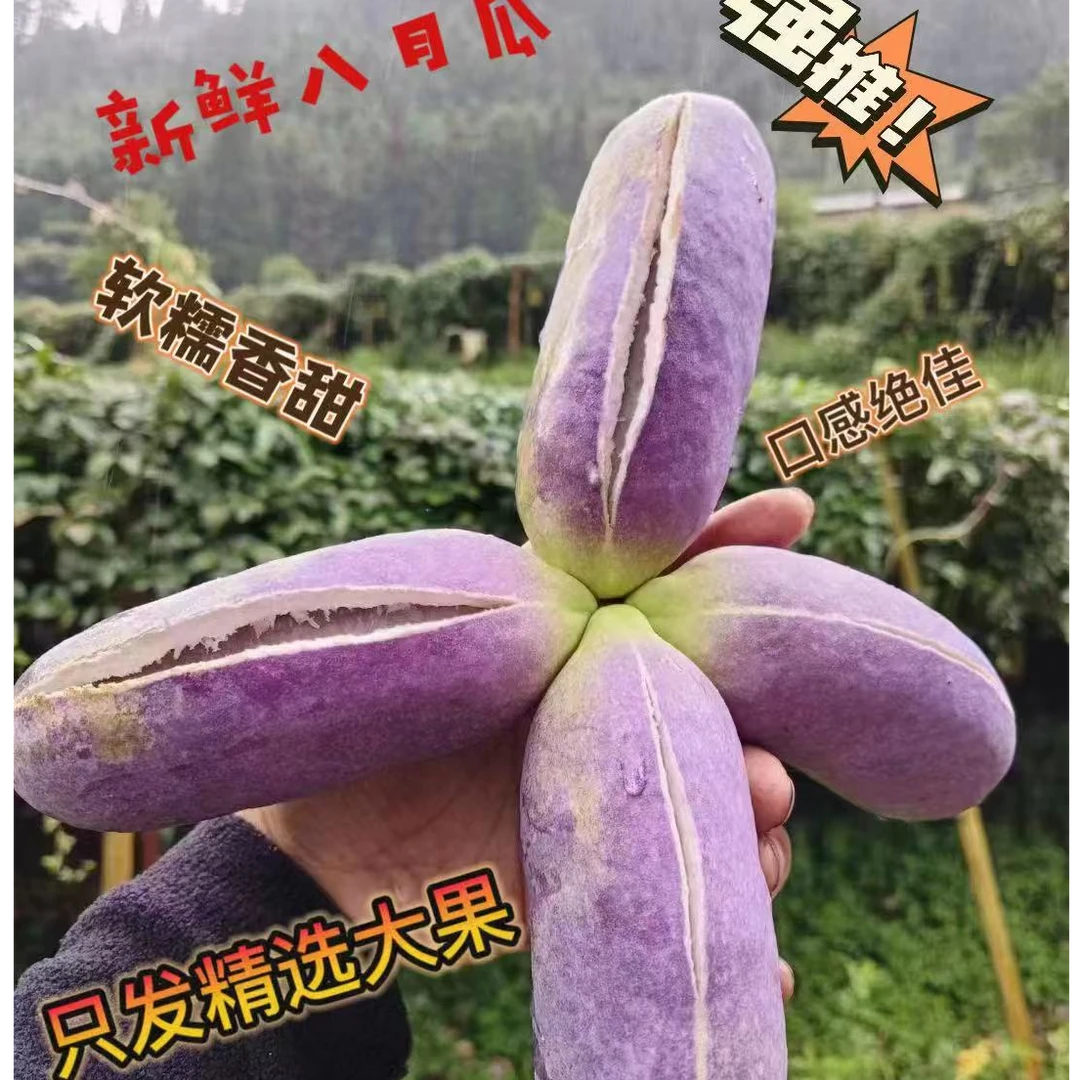 新鲜水果八月瓜八月炸网红水果软糯香甜，现摘现发5斤包邮