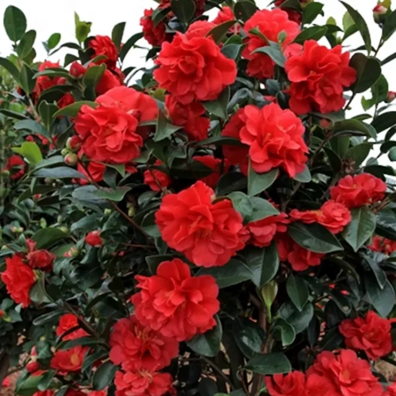 夏日七星重瓣大红山茶花好养大花浓香四季开花室内外庭院阳台花卉