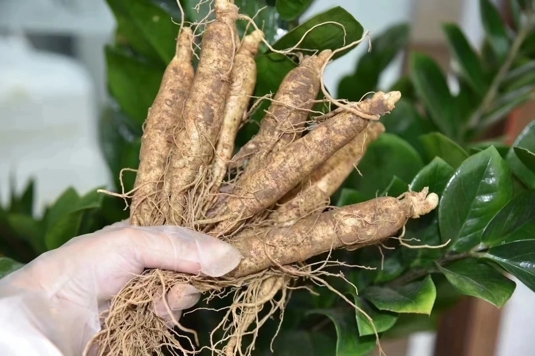 ［娟姨专属］长白山新鲜人参250g