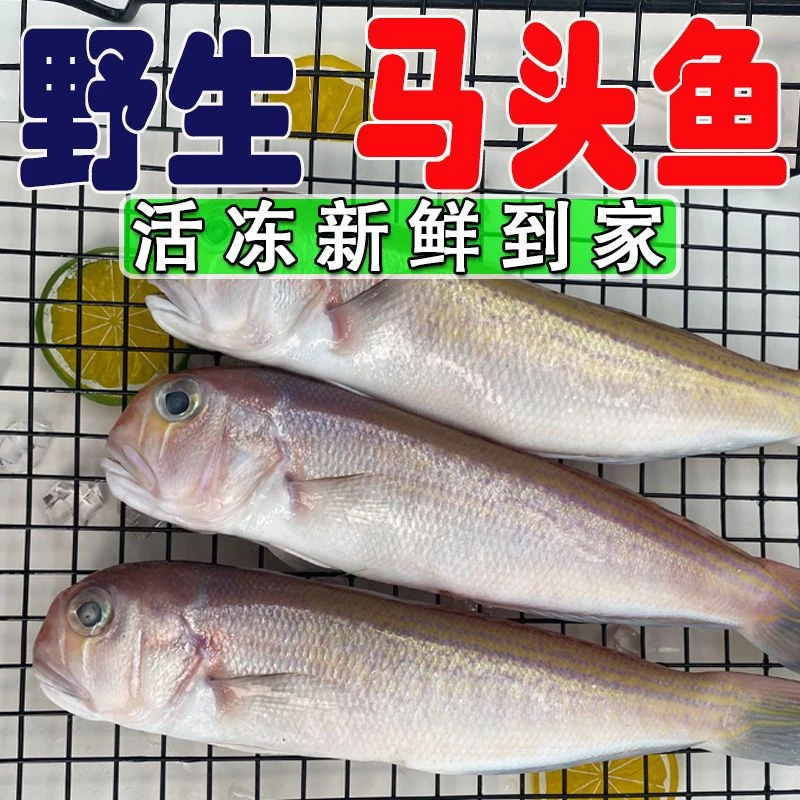东海海捕野生方头鱼深海斧头鱼自家渔船零下60度船冻锁鲜3斤起拍