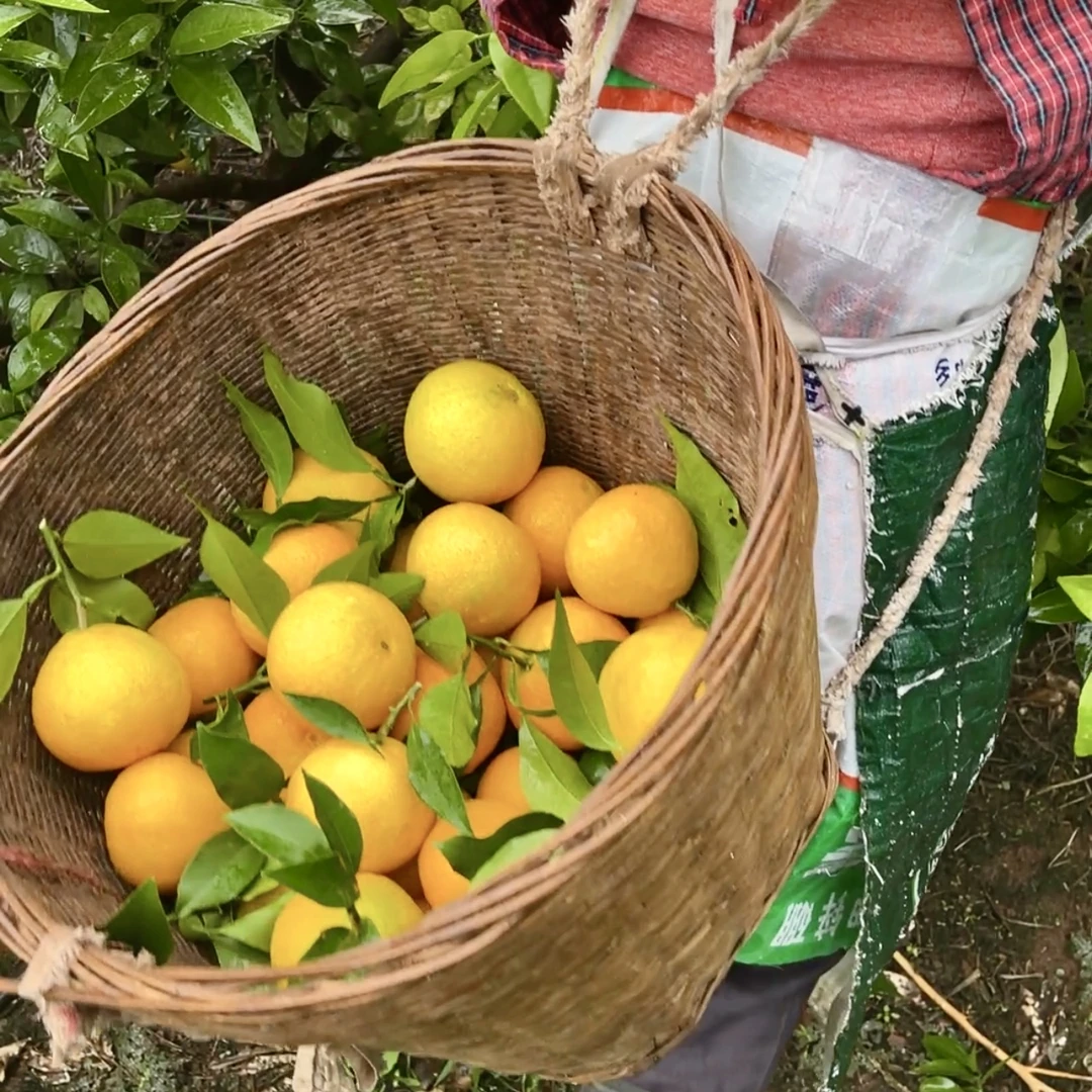 正宗四川爱媛38号果冻橙爆汁爆甜头茬柑橘新鲜水果